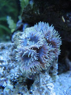 Img_3962DuncanCoral.jpg