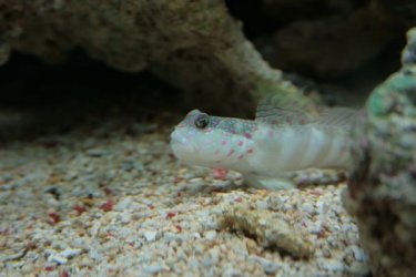 Goby1.JPG