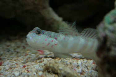 Goby2.JPG