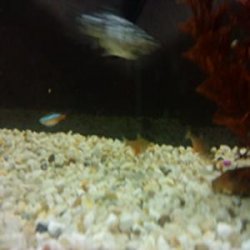 NeonFlaming tetra.JPG