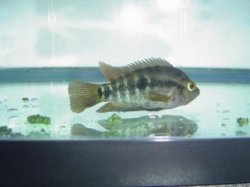 Cichlid 1.jpg