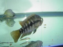 Cichlid 2.jpg