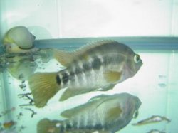 Cichlid 3.jpg