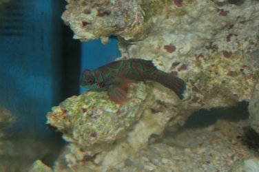 Mandarin Goby1.JPG