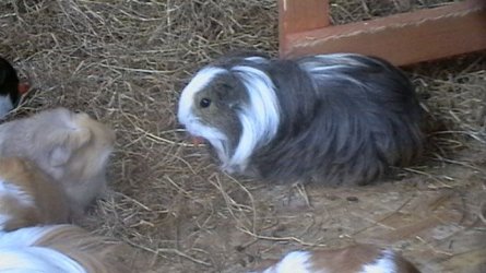 piggies 077.JPG