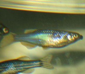 danio.jpg