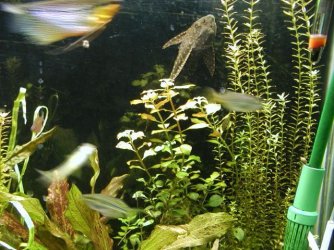 aquarium 005.JPG