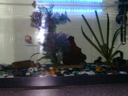 Snail tank with light.jpg