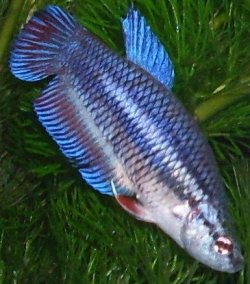 Bettas 002.JPG