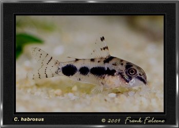 c_habrosus_0157_lr.jpg