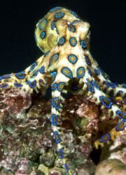 2005-09-30-bue-ringed-octopus.jpg