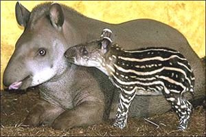 2 tapir.jpg