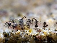 brachygobius-mekongensis.jpg