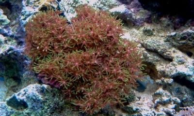 Green Star Polyp 1600x1200.jpg