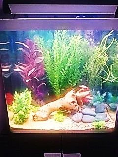 new fish tank.jpg