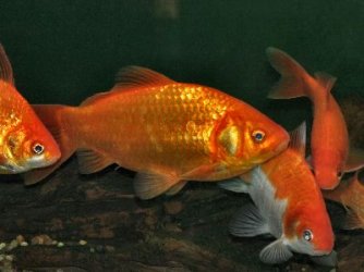 CommonGoldfishWFG_Cn0892.jpg