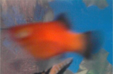 Platy.jpg