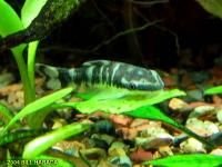 118_Zebra_Oto_Otocinclus_cocama_b.jpg