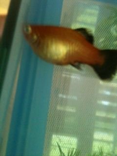 platy9.jpg