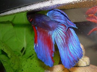 betta-splendens-bubble-nest.jpg