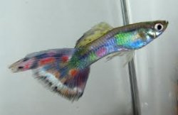 colourful guppy.jpg