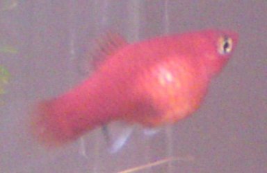 red platy preg 1.jpg