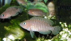 Neolamprologus_multifasciatus.jpg