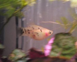 micky mouse platy.jpg