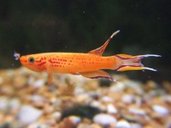 anth fish 022.jpg