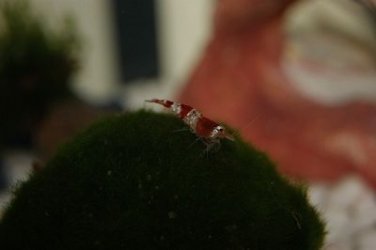 resized crystal shrimp.jpg