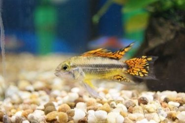 resized apistogramma.jpg