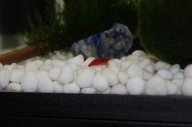 resized cherry shrimp.jpg