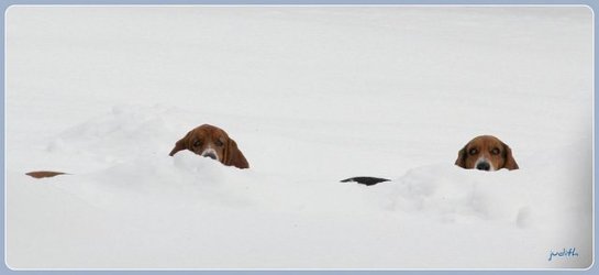 sassyandpea in the snow.jpg