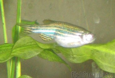 2316_Danio_2_1.jpg