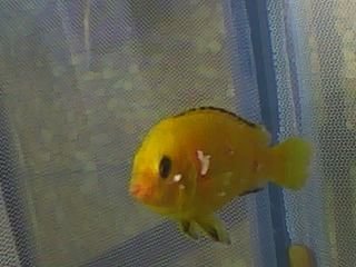 cichlid.jpg