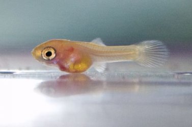 guppy-breeding-fry.jpg