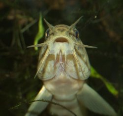 loach01.jpg