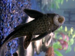 pleco.jpg