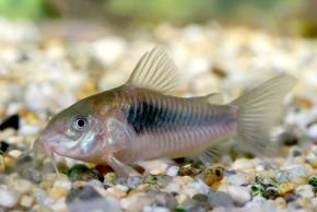 Corydoras_aeneus.jpg