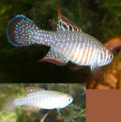 Simpsonichthys santanae Ribeirao de San.jpg