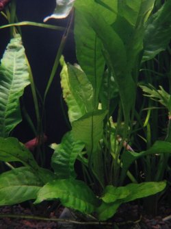 java fern.jpg