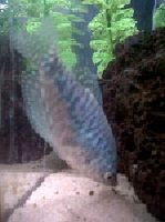 gourami.jpg