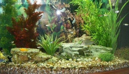 Fish tank pic.jpg