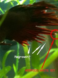 betta.jpg