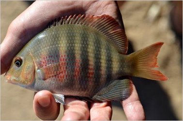 Paretroplus Maromandia, rare malagasi cichlid.jpg