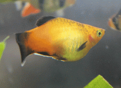 Sunburst Pregnant 1.gif