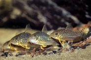 corydoras_sterbai_4.jpg