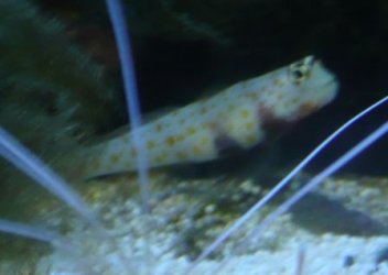 goby crop and trim.JPG