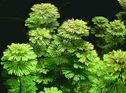 limnophila-sessiliflora-3427-p.jpg