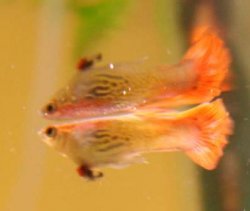 2011_11_01- Fantail guppy sickness-3v2.jpg